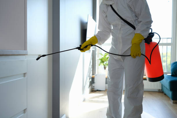 Best Basement Mold Removal  in Au Sable, MI